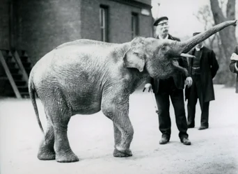 Ein asiatisches Elefantenbaby hebt seinen Rüssel zu einem Wärter, während andere Wärter zuschauen